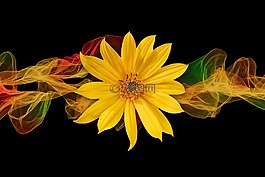 太陽(yáng)花,開(kāi)花,粒子