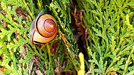 蝸牛,性質(zhì),爬行