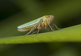 昆蟲,自然,戶外