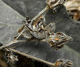 自然,昆蟲,野生動物
