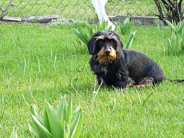 狗,臘腸犬,花園