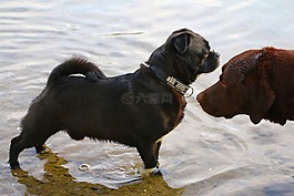水,動物,動物相遇
