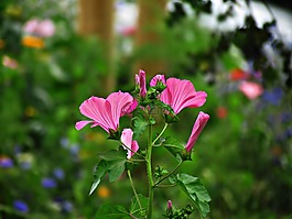 花,草甸,粉色