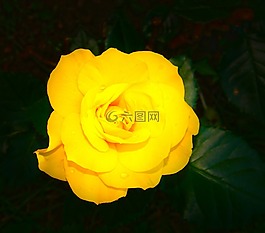 玫瑰,花,廠