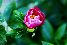 芽,花,夏天花