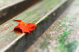 葉,葉子,紅色