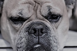 大陸的斗牛犬,動物,狗