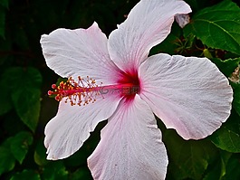 錦葵,芙蓉,開花