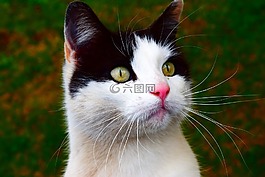 動物,貓,關(guān)閉