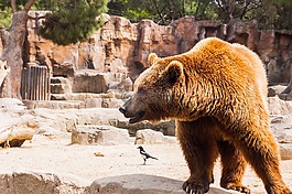 承擔(dān),帕爾多,動(dòng)物園