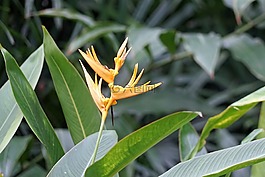 蘭花,花,野生蘭花