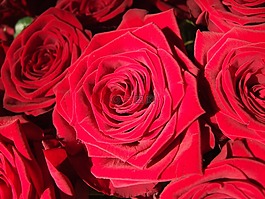 玫瑰,花卉,紅色