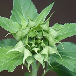 太陽花,芽,開花