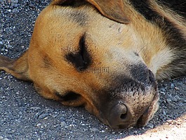 狗,睡眠,國家行動方案