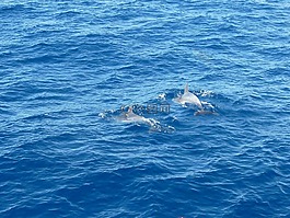 海,海豚,水