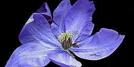 性質(zhì),花,鐵線蓮