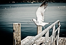 海鷗,鷗,鳥