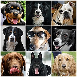 狗拼貼,犬,尋找