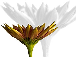 dimophroteca,開花,宏