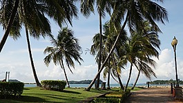 海邊,棕櫚,藍(lán)天