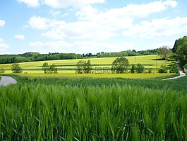 麥田,希爾,森林