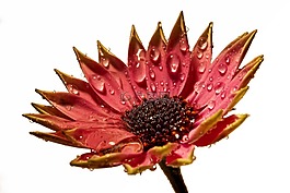開花,粉紅色,雨滴