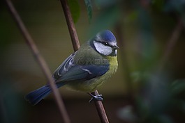 鳥,動物世界,性質(zhì)