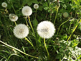 蒲公英,taracacum,性質(zhì)