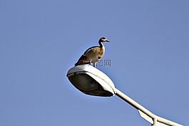 性質(zhì),鵝,鳥