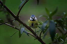 鳥,性質(zhì),動物世界
