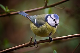 動(dòng)物世界,鳥(niǎo),性質(zhì)