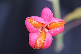 花,橙,粉紅色