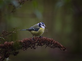 鳥,動物世界,性質(zhì)