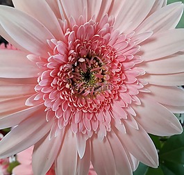 花卉,粉紅色,白
