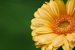 非洲菊,花,性質(zhì)