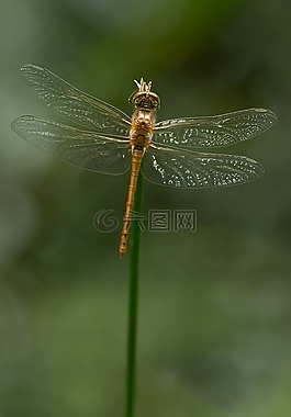 sympetrum striolatum,蜻蜓,飞鱼