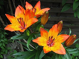 百合,feuerlilie,花