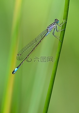 細長的蜻蜓,蜻蜓,壞運氣 蜻蜓