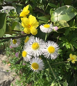 鮮花,雛菊,開花
