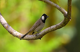 動物,禽,鳥嘴