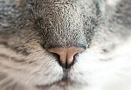 猫,鼻子,猫的