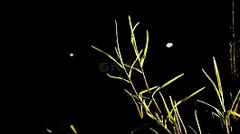 草,綠草,夜