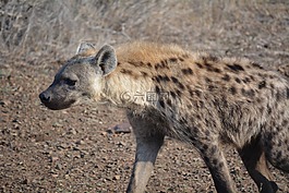 野生動物,克魯格國家公園,南非
