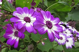 雛菊,花,自然