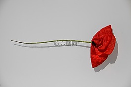 罌粟,紅色,藝術(shù)