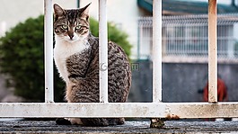 猫,监狱,动物