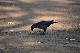 鳥(niǎo),野生生活,自然