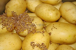 土豆,馬鈴薯,吃
