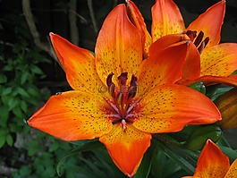 百合,feuerlilie,百合科