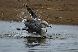 動物,海,海灘